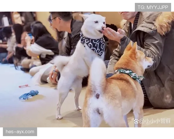 大阪刚买下比她家还大的狗屋，给两只柴犬开派对